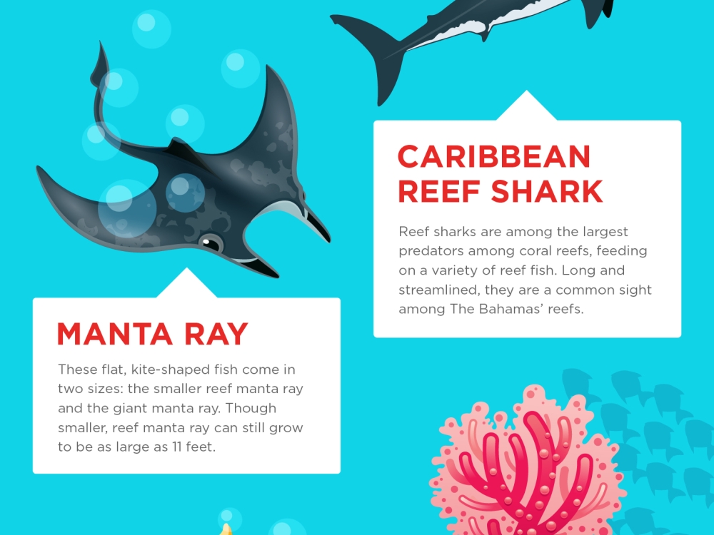 Coral facts and marine life information