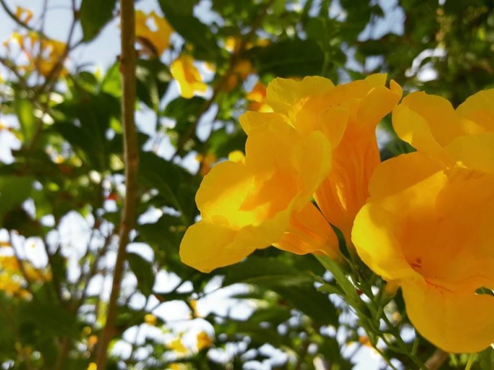 A close-up photo of a yellow elder bloom in Nassau Paradise Island