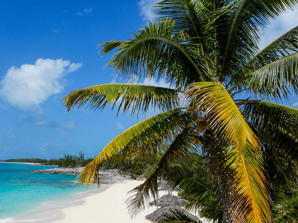 Rose Island beach with palm trees