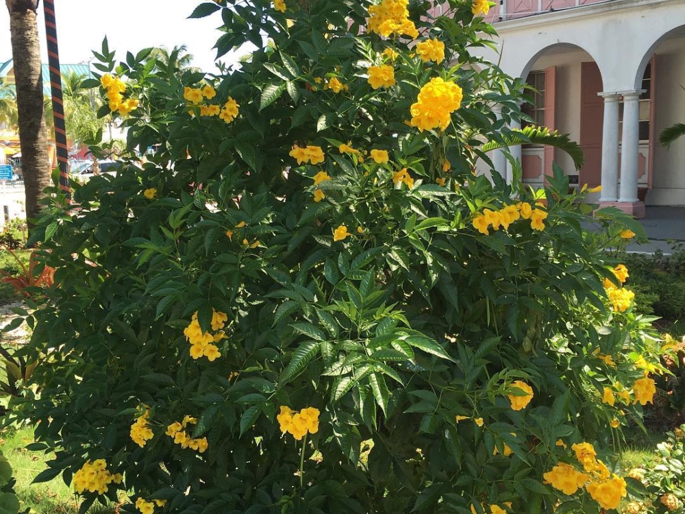 A yellow elder bush in Parliament Square, downtown Nassau.