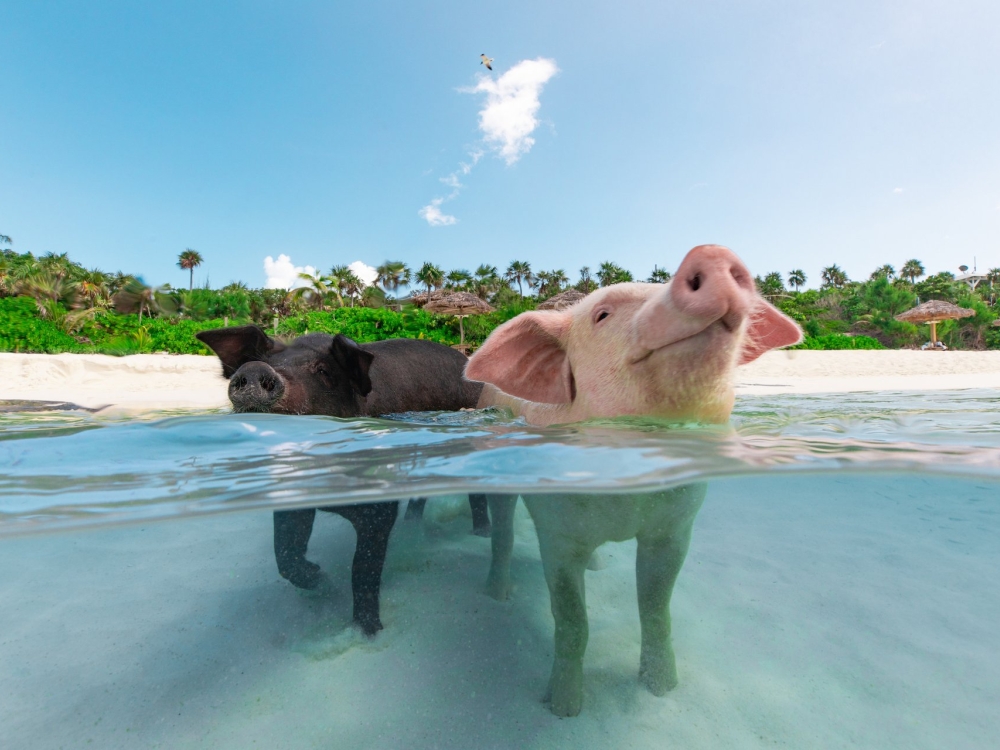 Two pigs swimming in the ocean