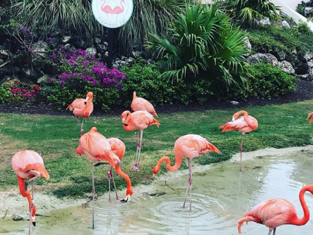 Flamingos at Baha Mar, Nassau Paradise Island