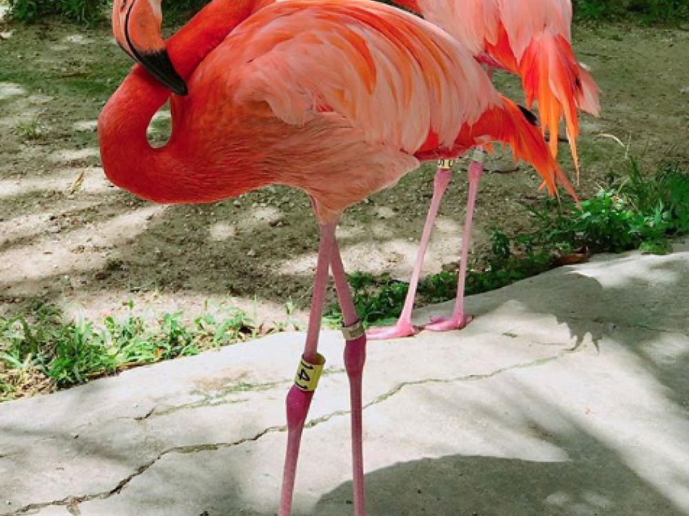 Flamingos at Ardastra Gardens & Zoo, Nassau Paradise Island