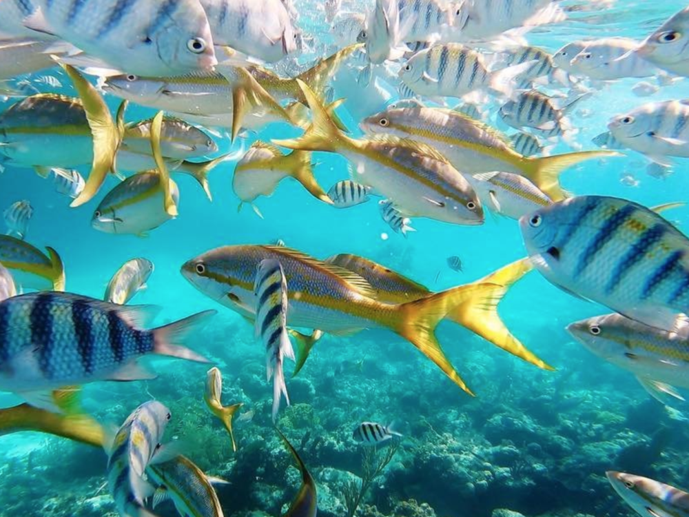 Tropical fish in The Bahamas