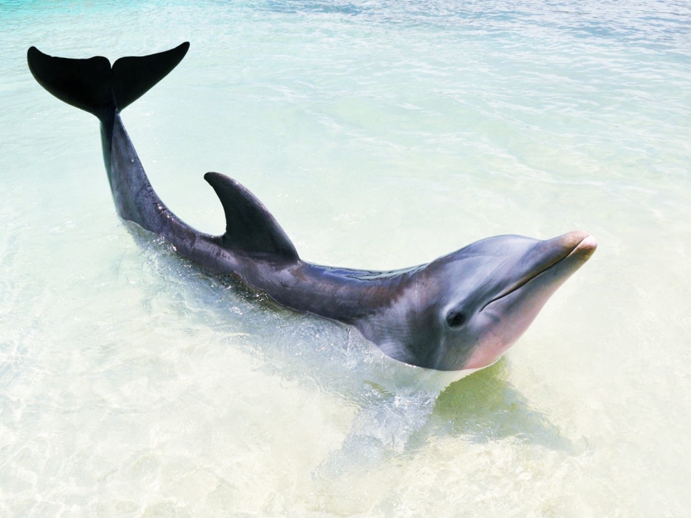Three dolphins underwater.