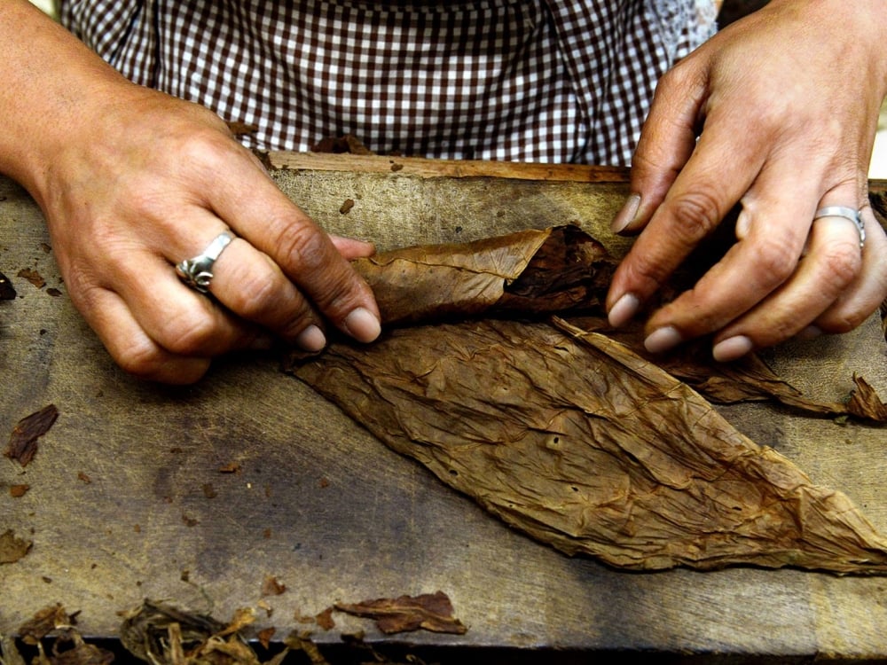 Hands rolling up the beginnings of a cigar.