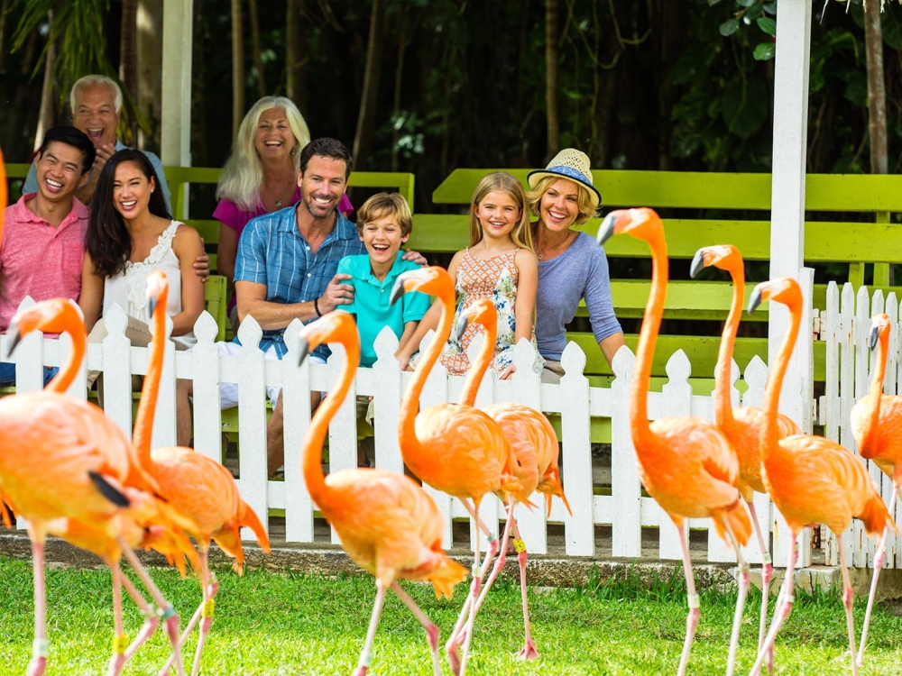 A large group of people smiling and laughing at flamingos.