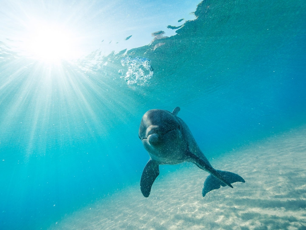 A dolphin swimming towards the camera while the sun beams through the water behind it.