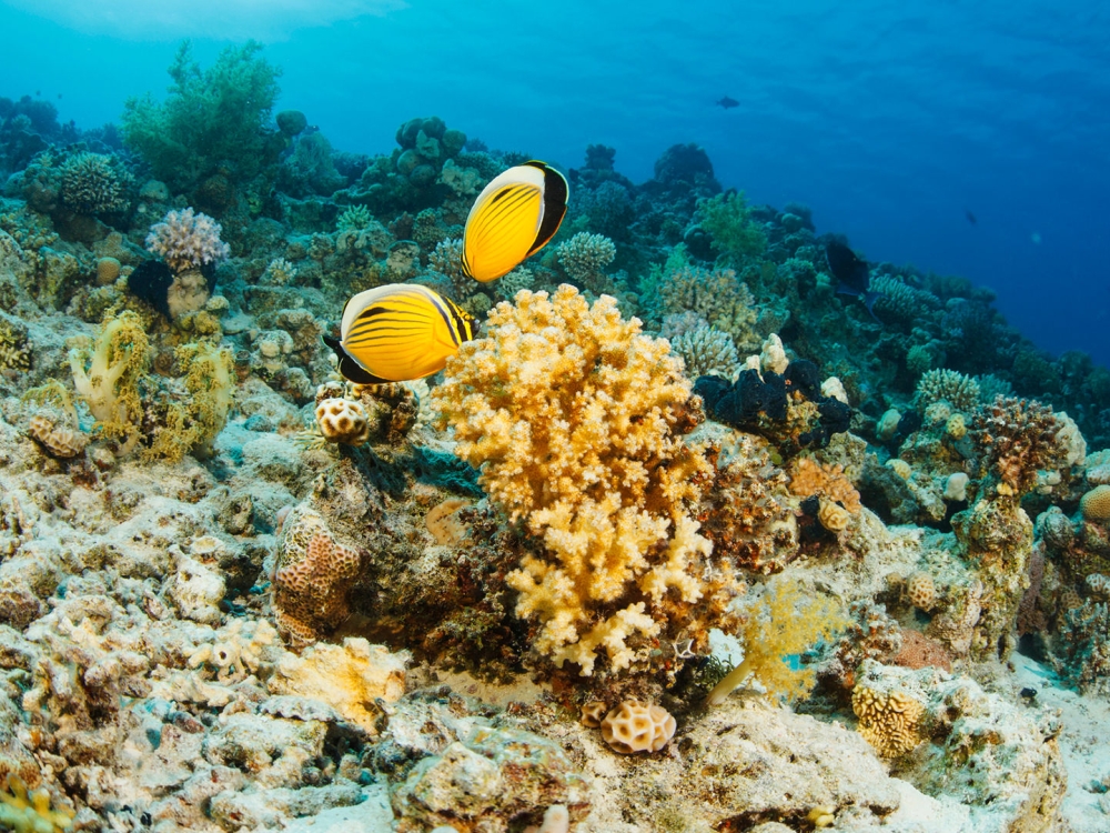 Tropical fish swimming above coral and other sea plants.