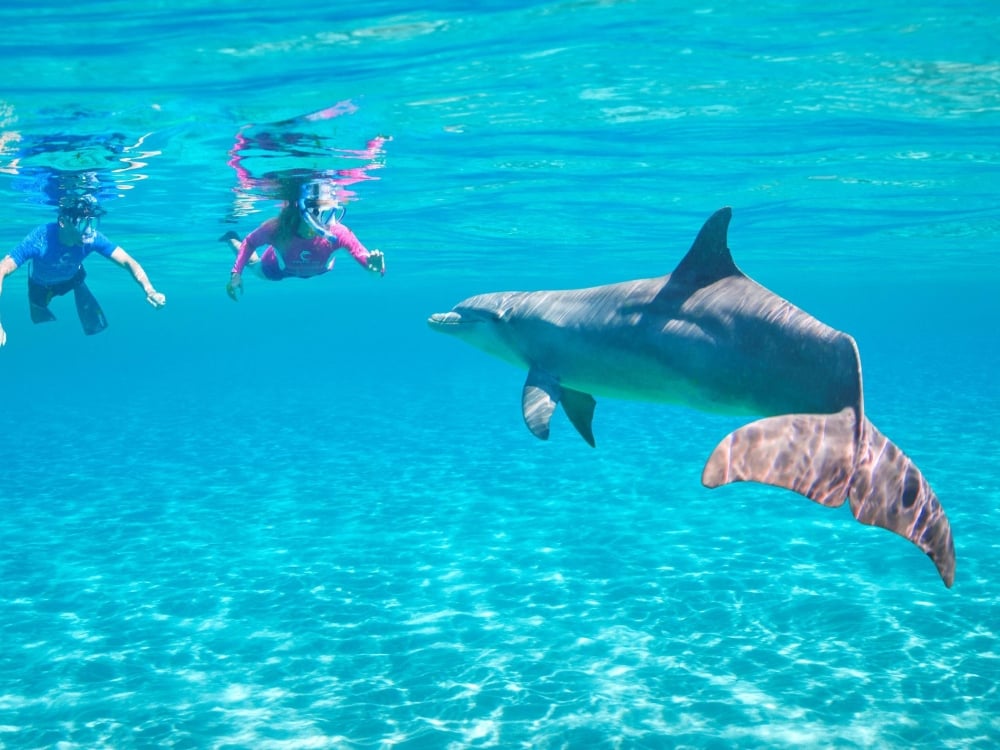 An underwater photo of a couple snorkeling with a dolphin.