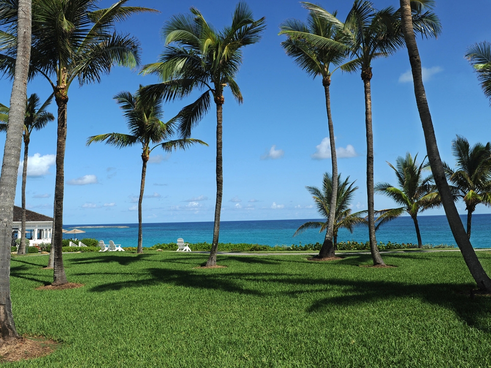 Palm trees staggered across a lush green lawn.