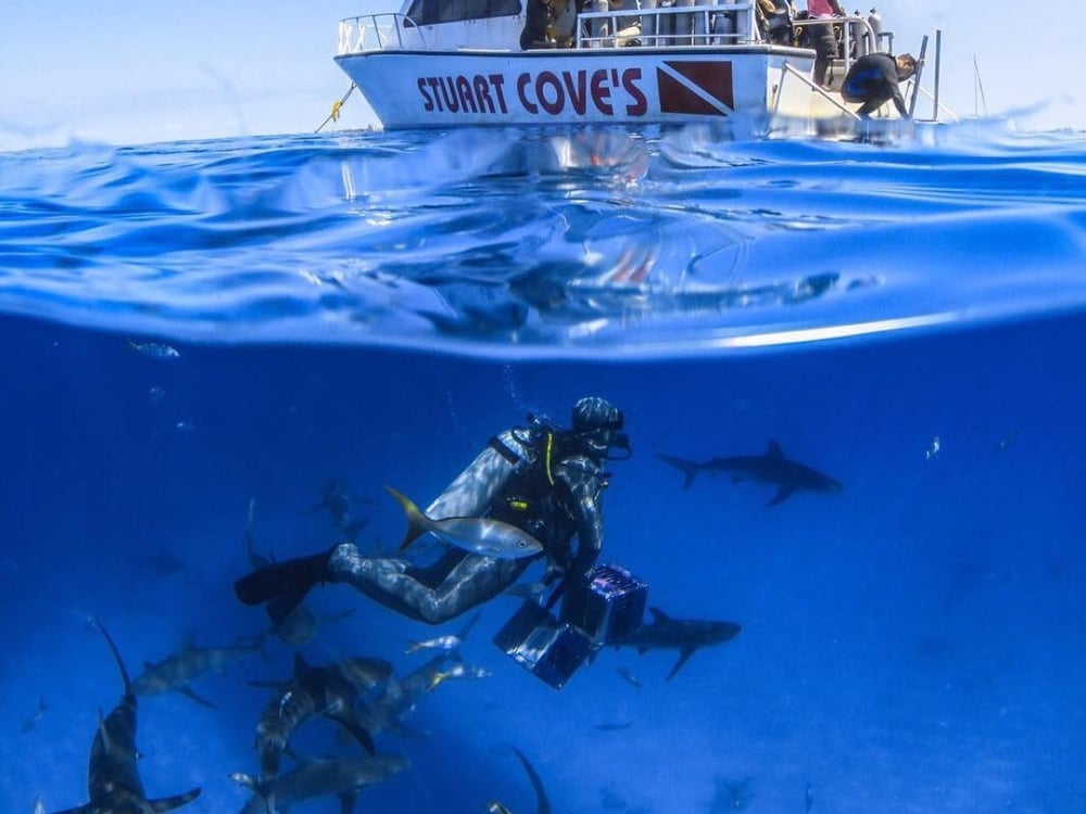 A scuba diver feeds sharks under a Stuart Cove's Diving Boat in Nassau Bahamas.