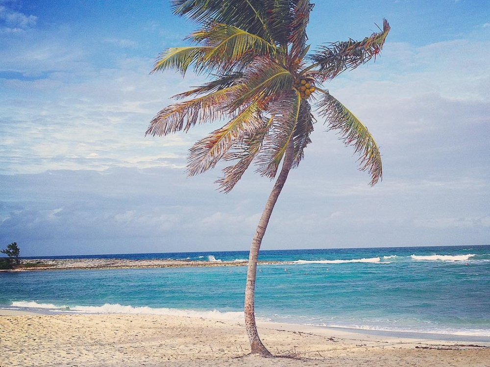 Palm tree at Cove Beach in The Bahamas.