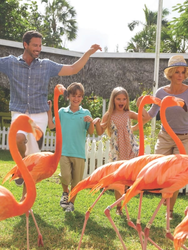 A family chasing a flock of flamingos in Nassau Paradise Island