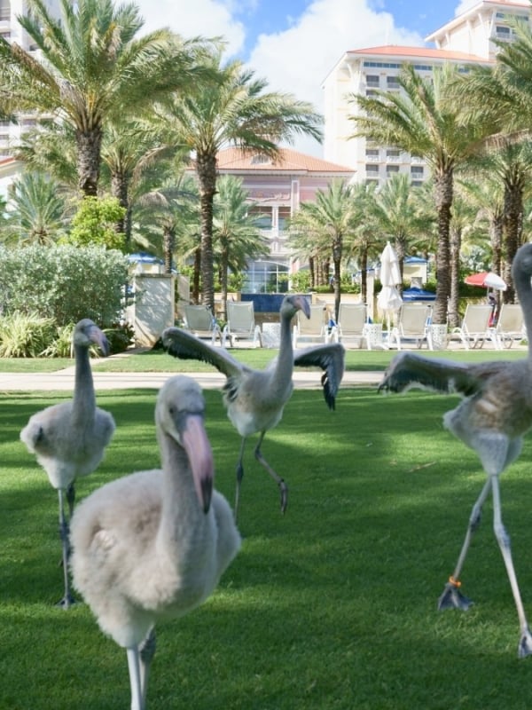 FLAMINGO MEET & GREET