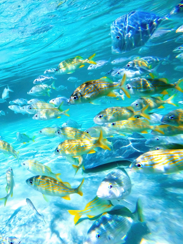 Fish swimming in Nassau Paradise Island