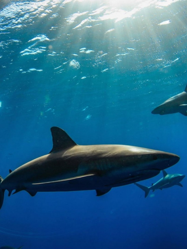 SHARK DIVE