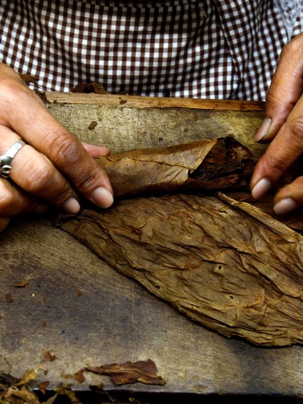 CIGAR ROLLING LESSONS