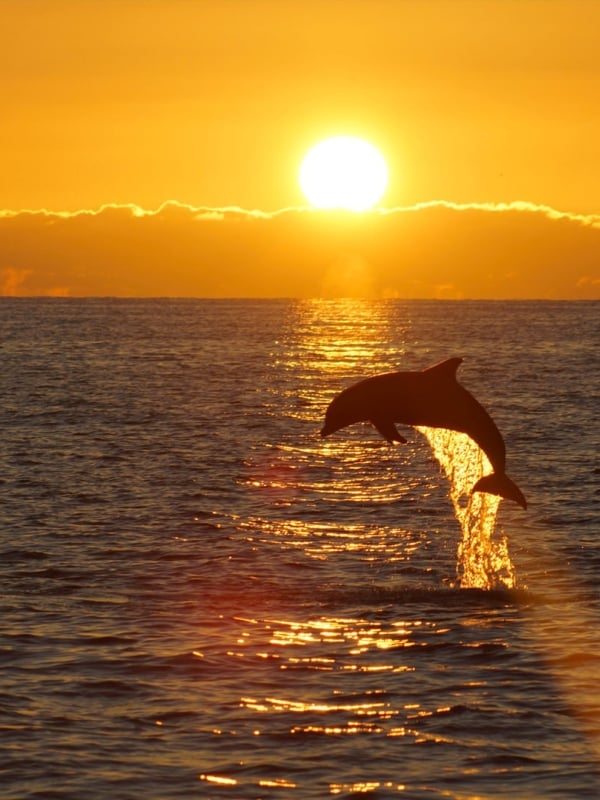 Sunset at the Reef - Paradise Island Beach, Nassau Bahamas…