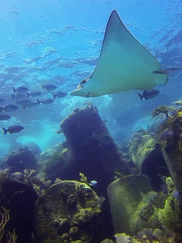 BAHAMA DIVERS