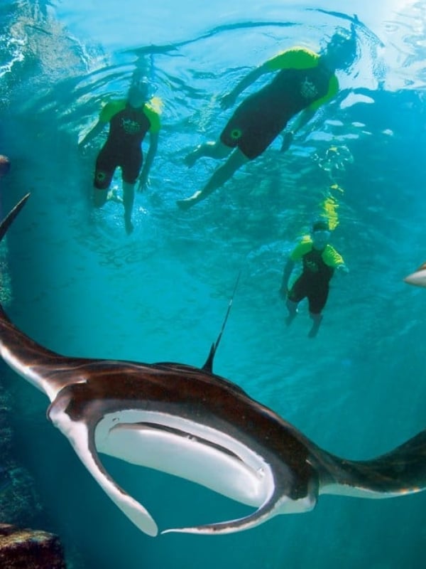 A sting ray at Snorkel at Atlantis 