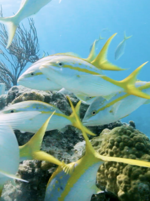 Fish swimming in Nassau Paradise Island