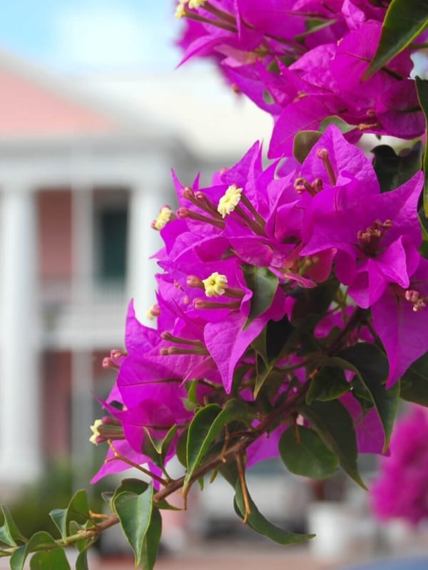 up close photo of flowers in front of the pink parliament building