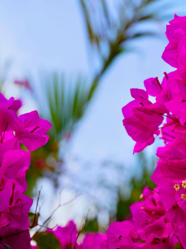 Flowers