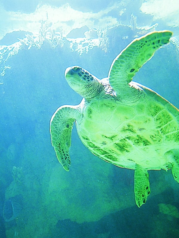 Sea Turtle