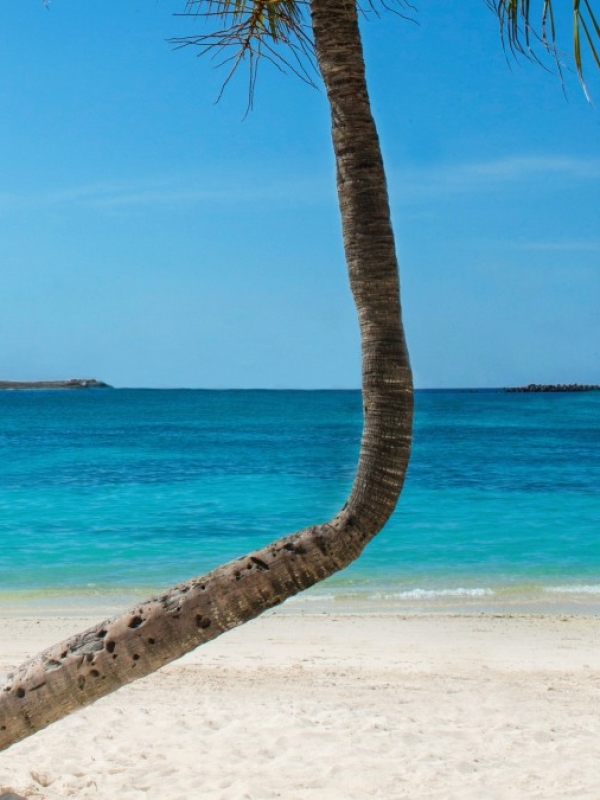 A crooked palm tree on a white sand beach with a lighthouse in the distance. 