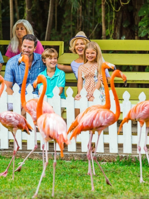 Families and vacationers enjoy a parade of Flamingos at Ardastra Gardens. 