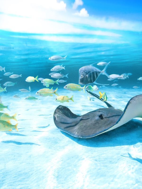 Bahamas Wildlife Guidebook | Nassau Paradise Island