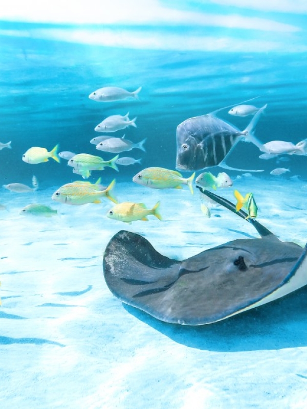 An underwater photograph of a stingray and some fish swimming.