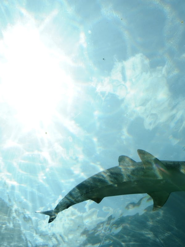 An underwater photograph of a shark swimming in a lagoon.