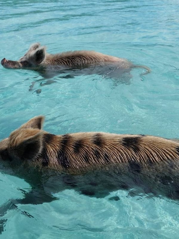 Four friends have fun feeding a swimming pig at Pig Island Bahamas