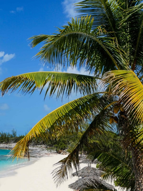 Rose Island beach with palm trees