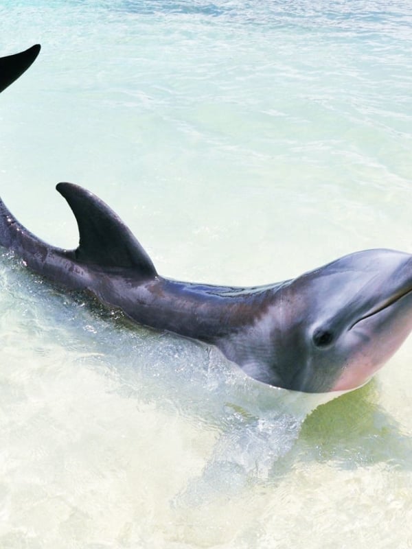 Three dolphins underwater.