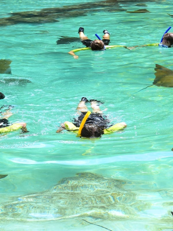 People snorkelling over stingrays.