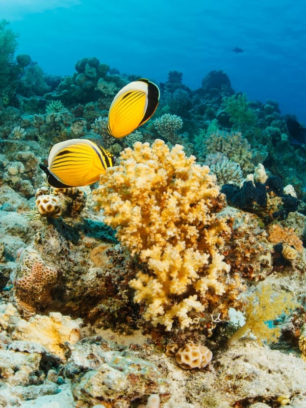 Tropical fish swimming above coral and other sea plants.