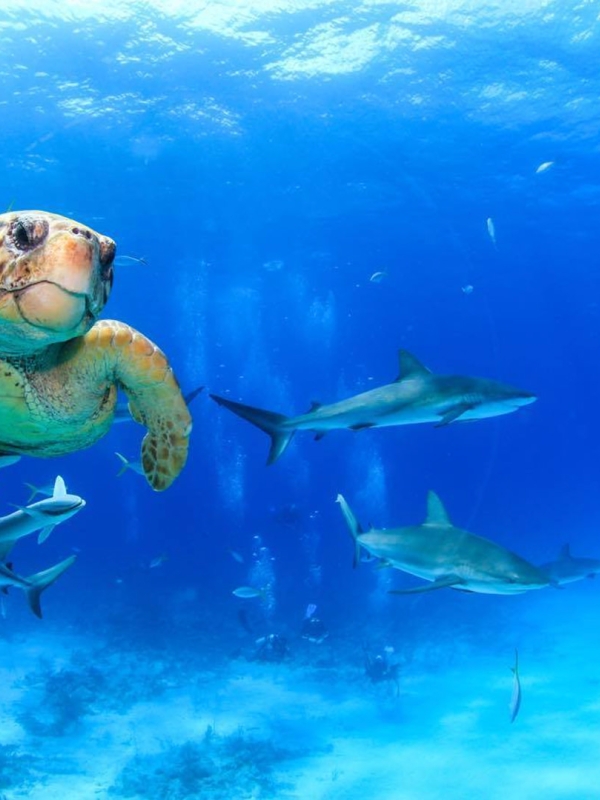 A sea turtle swims through blue tropical waters while a group of sharks swim behind him.