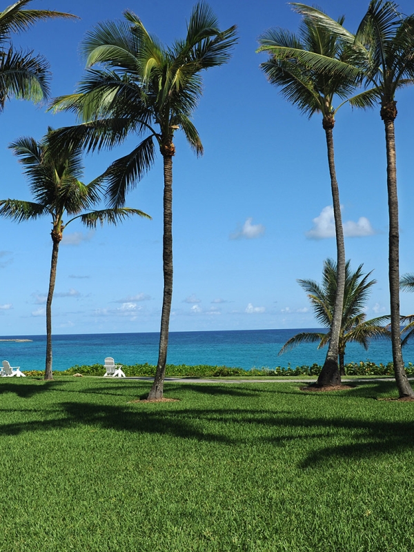 Palm trees staggered across a lush green lawn.
