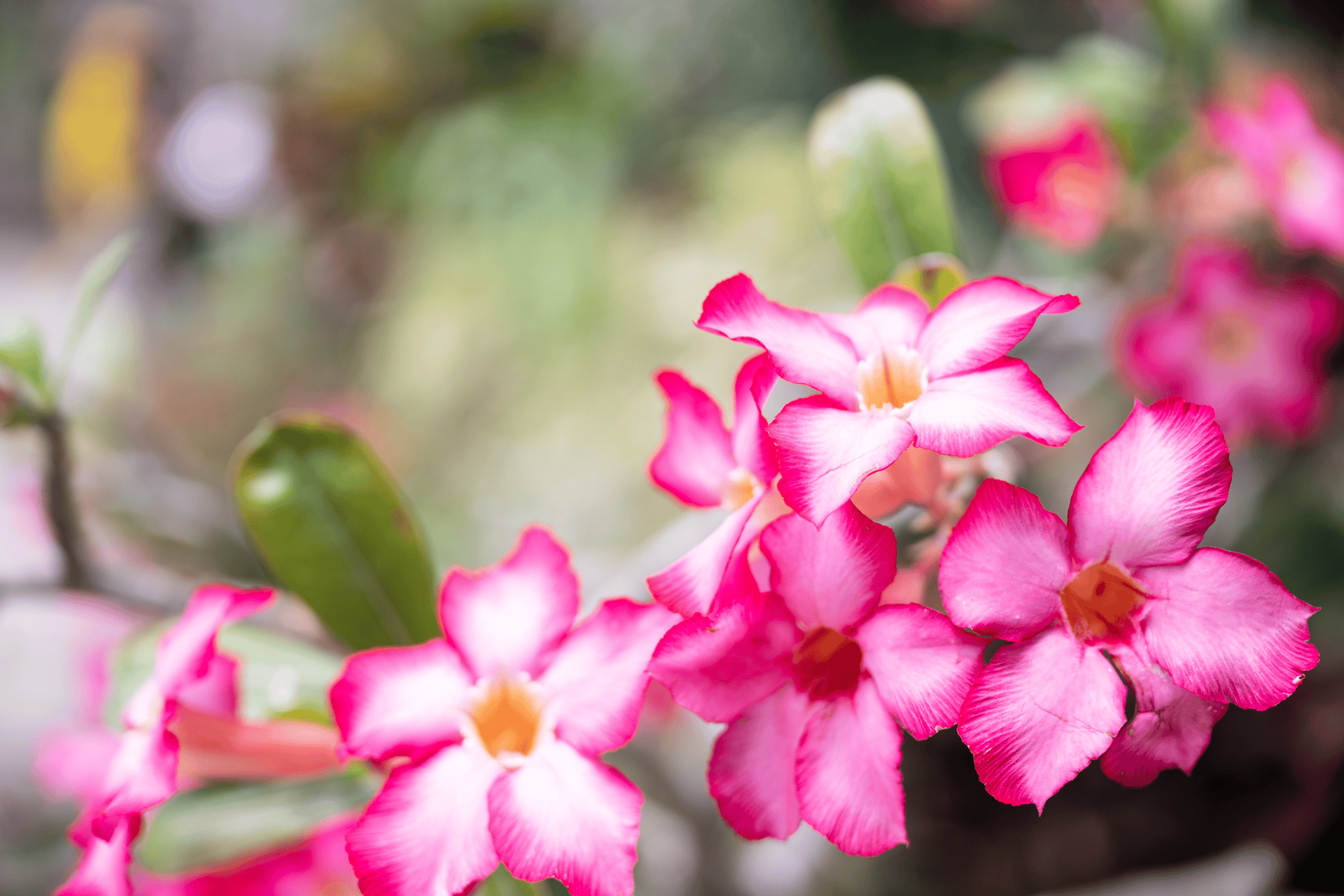 Graycliff Flowers