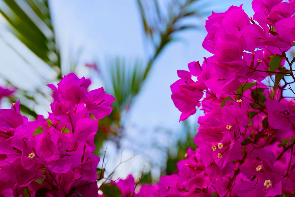 Flores