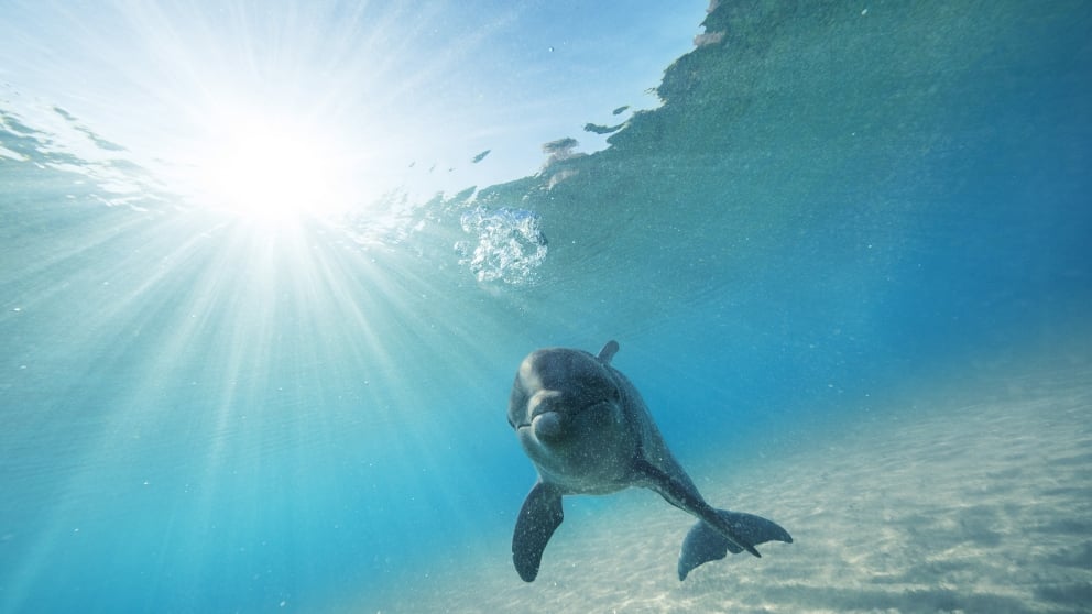 image of a dolphin