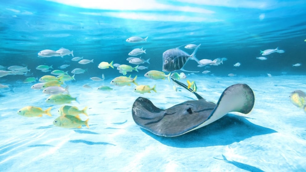 An underwater photograph of a stingray and some fish swimming.